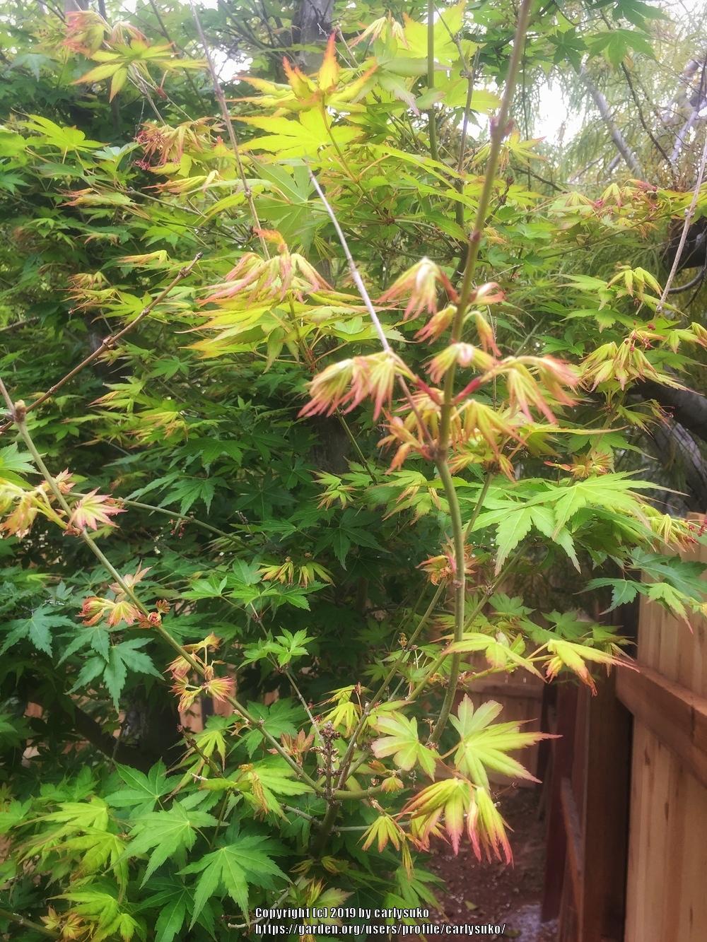Photo of Japanese Maple (Acer palmatum) uploaded by carlysuko