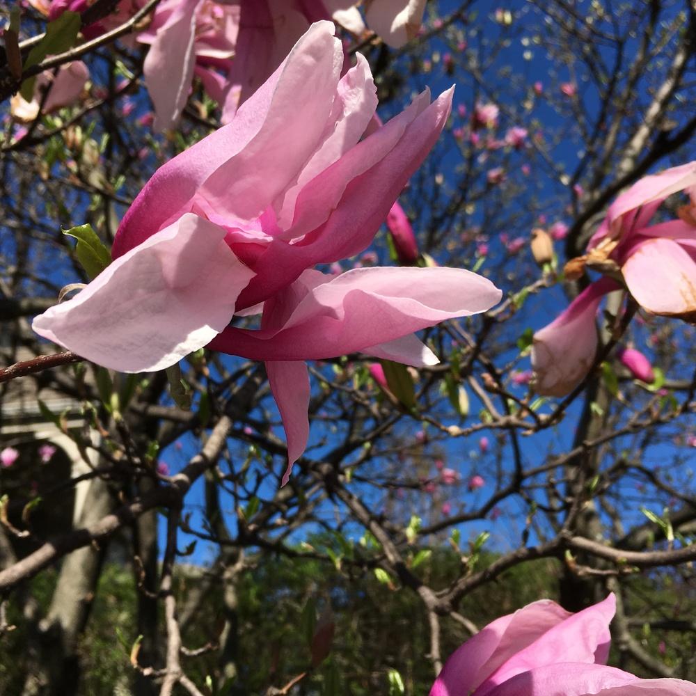 Photo of Magnolias (Magnolia) uploaded by csandt