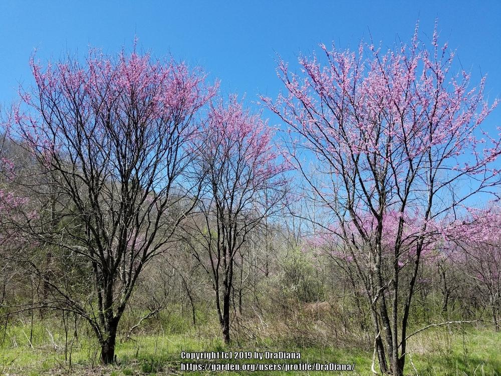 Photo of Eastern Redbud (Cercis canadensis) uploaded by DraDiana