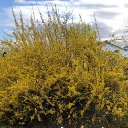 Location: Manalapan, central NJ, Zone 7A
Date: 2019-04-15
Magnificent Forsythia in all of its Spring glory