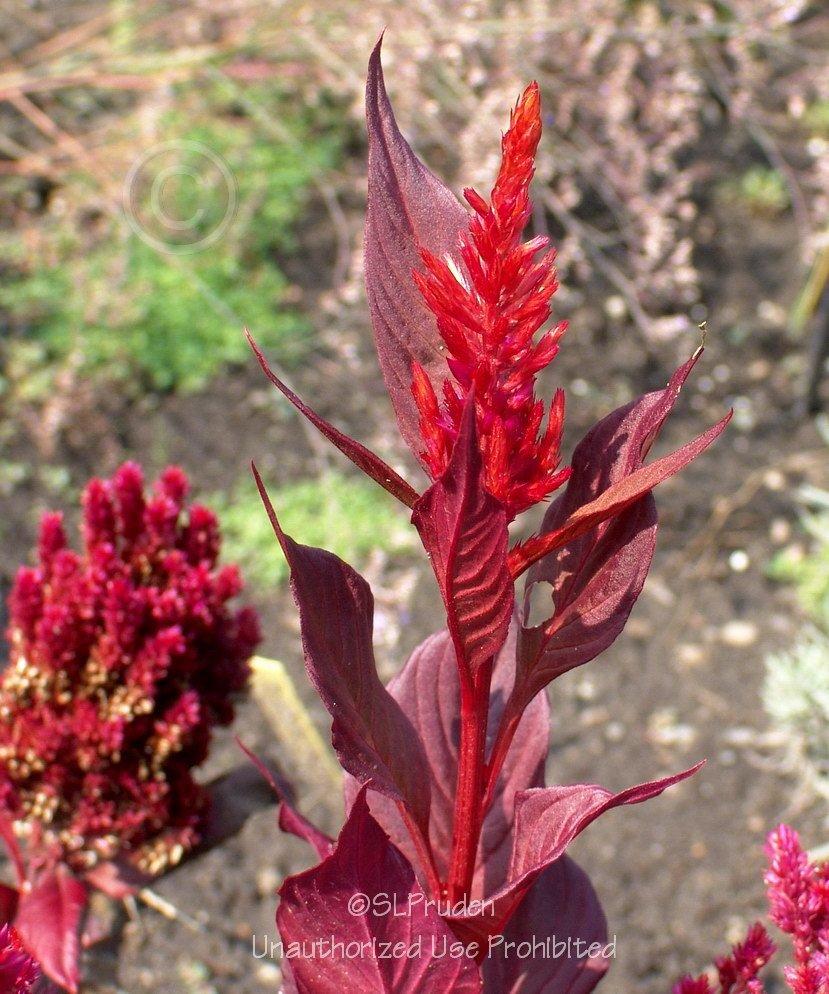 Photo of Feather Celosia (Celosia argentea 'New Look') uploaded by DaylilySLP