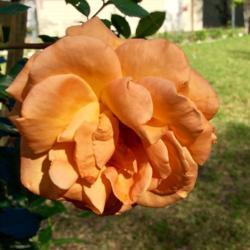 Location: My Yard
Date: 2019-04-20
New Rose picked up yesterday at a box store.