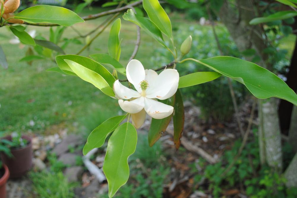 Photo of Magnolias (Magnolia) uploaded by ILPARW