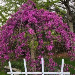 Location: My garden, central NJ, Zone 7A
Date: 2019-04-20
Grafted Weeping Chinese Redbud Revisited, 1 Year Later