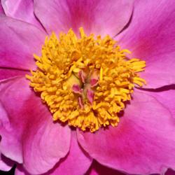 Location: Botanical Gardens of the State of Georgia...Athens, Ga
Date: 2019-04-21
Pink Peony 024