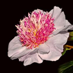 Location: Botanical Gardens of the State of Georgia...Athens, Ga
Date: 2019-04-21
Pink Peony 033