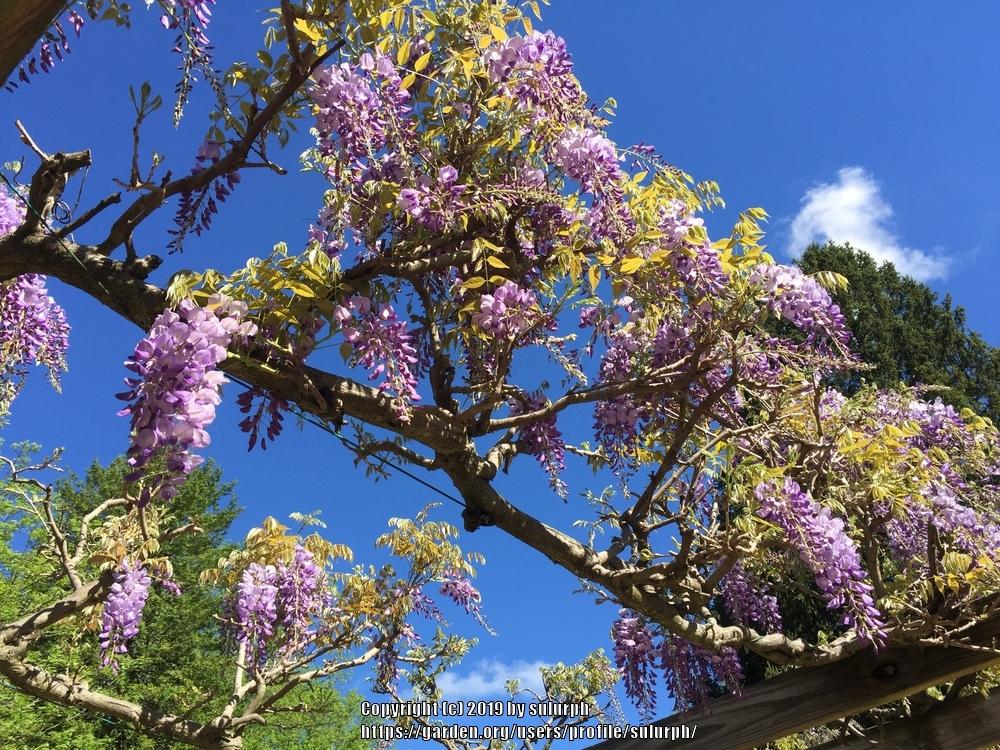 Photo of Chinese Wisteria (Wisteria sinensis) uploaded by sulurph