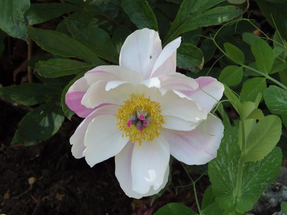 Photo of Peonies (Paeonia) uploaded by pdermer1x