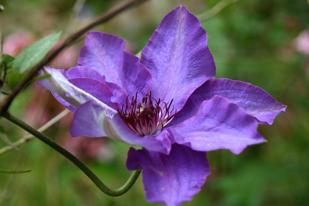 Photo of Clematis 'Elsa Spath' uploaded by Calif_Sue