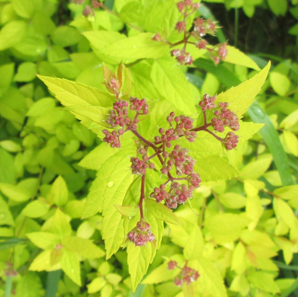 Photo of Japanese Spirea (Spiraea japonica 'Goldflame') uploaded by lauribob