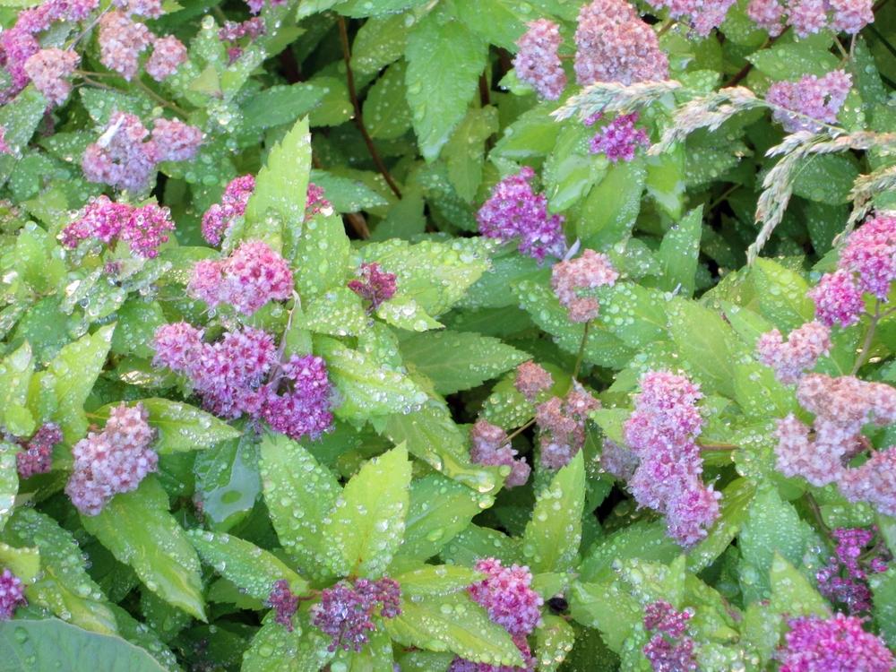 Photo of Japanese Spirea (Spiraea japonica 'Magic Carpet') uploaded by lauribob