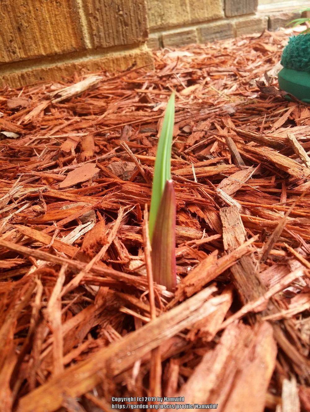 Photo of Gladiola (Gladiolus) uploaded by Hamwild