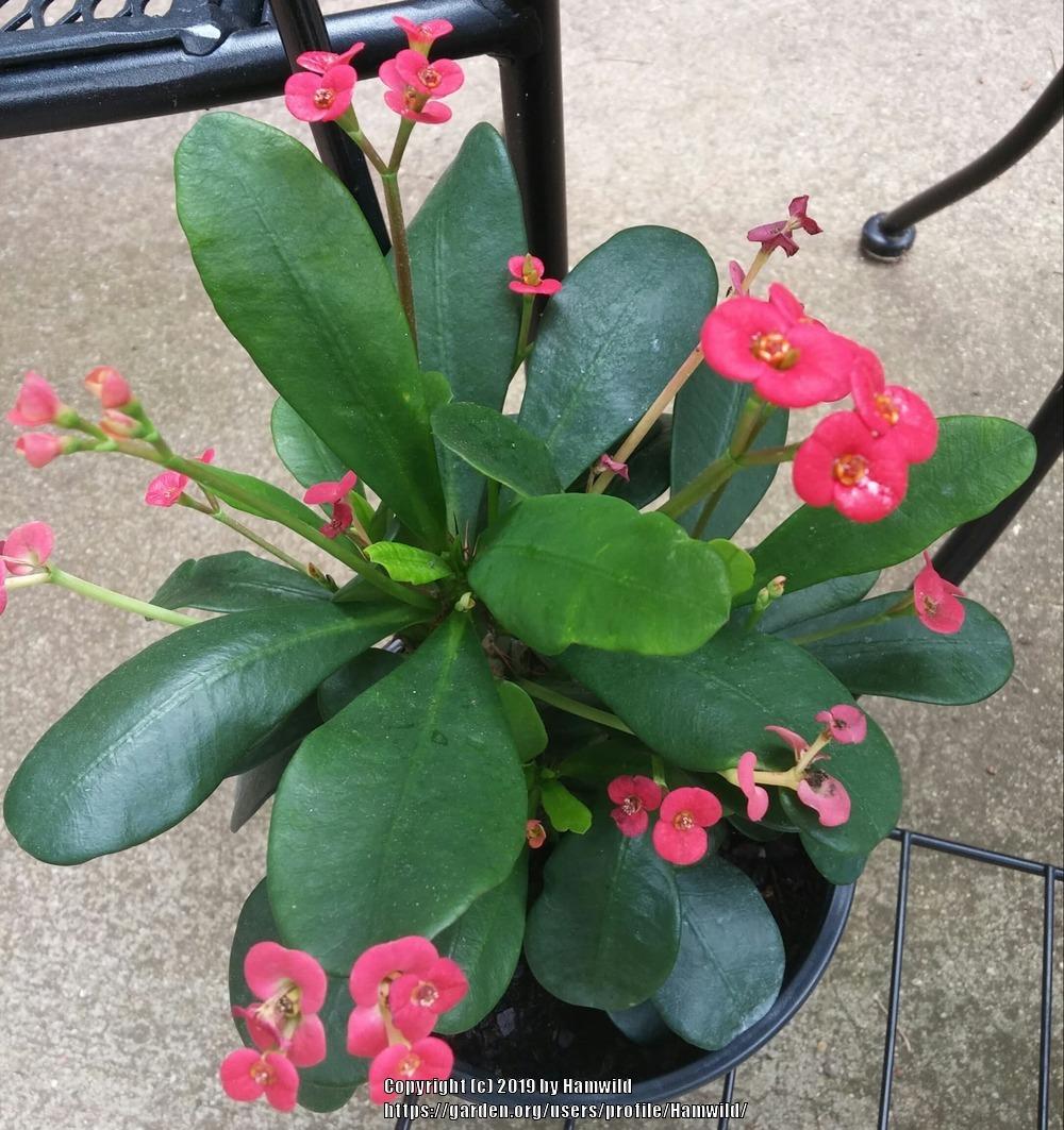 Photo of Crown of Thorns (Euphorbia milii) uploaded by Hamwild