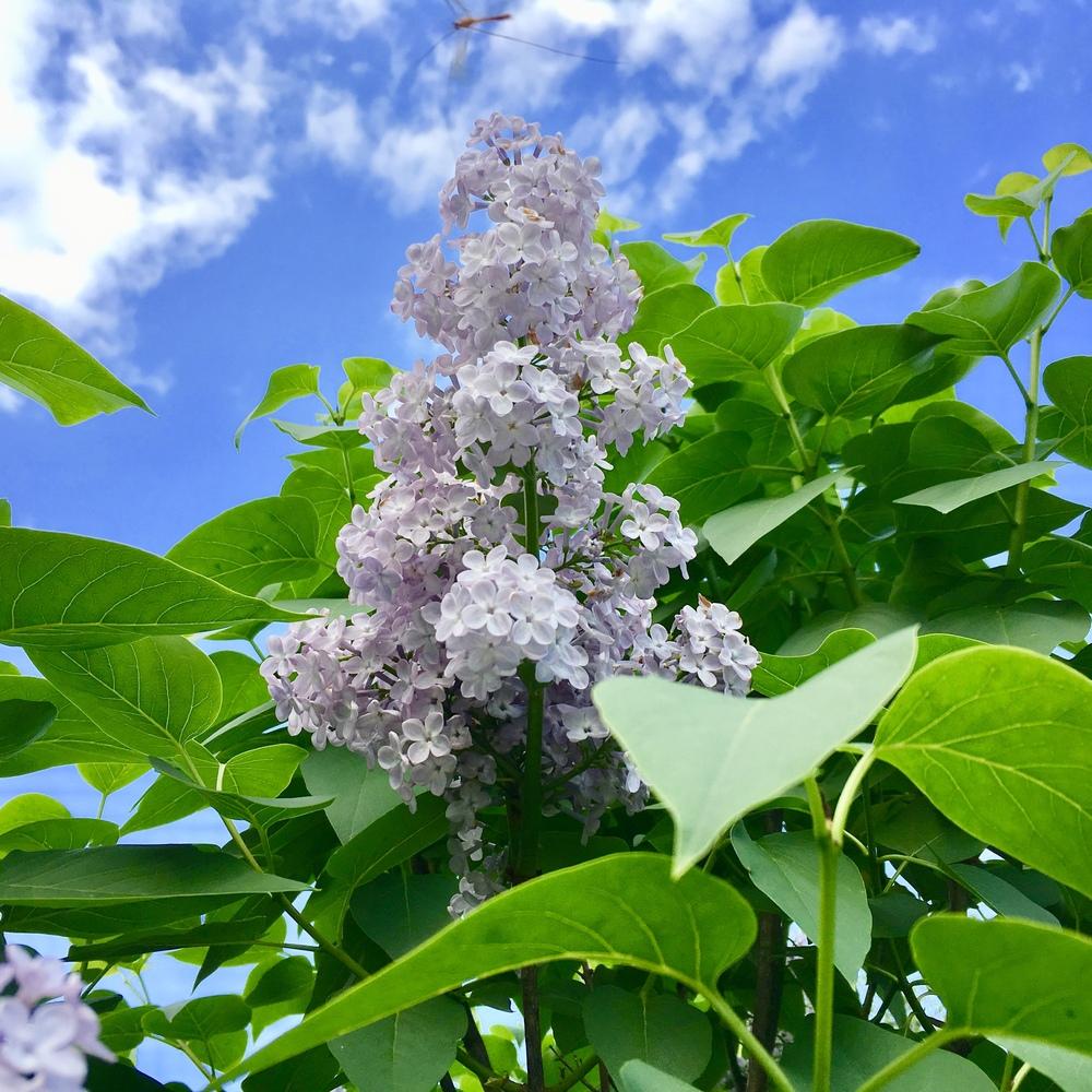 Photo of Lilacs (Syringa) uploaded by csandt