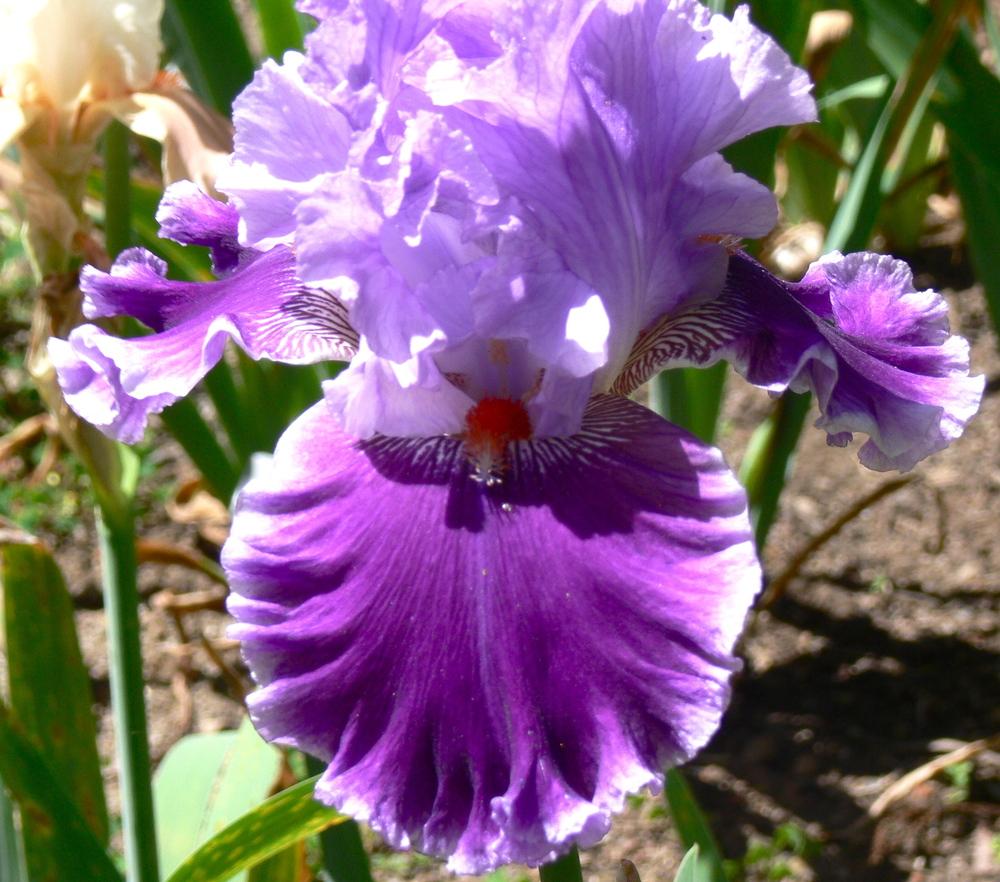 Photo of Tall Bearded Iris (Iris 'Foreign Scandal') uploaded by janwax