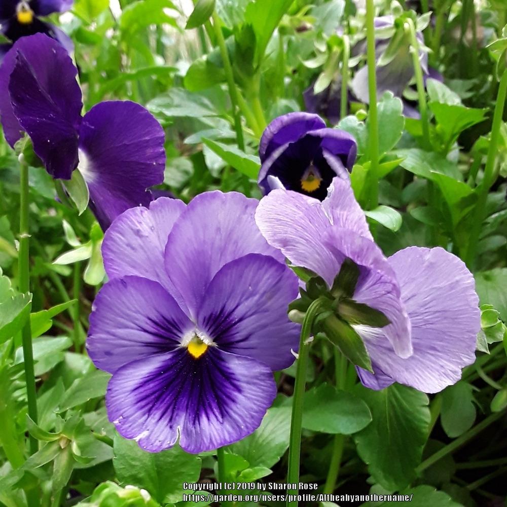 Photo of Violas (Viola) uploaded by Altheabyanothername