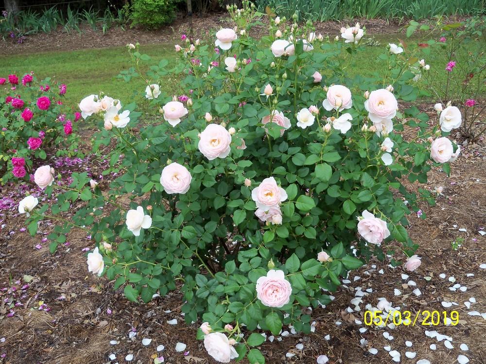 Photo of Rose (Rosa 'Heritage') uploaded by Avedon