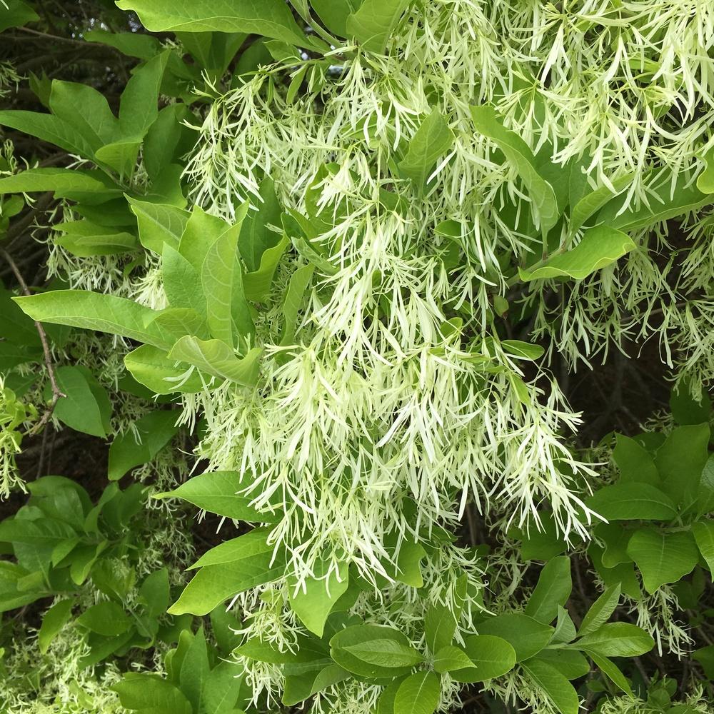 Photo of Fringe Tree (Chionanthus virginicus) uploaded by csandt