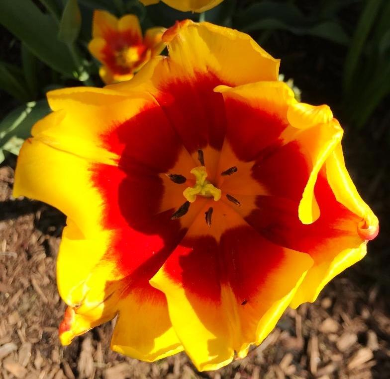 Photo of Tulips (Tulipa) uploaded by cwhitt