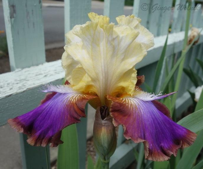 Photo of Tall Bearded Iris (Iris 'Not a Clue') uploaded by gwolnik