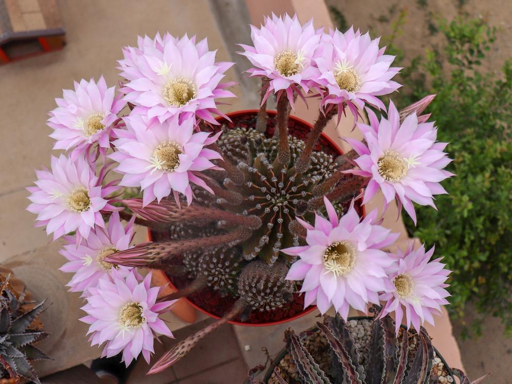 Photo of Easter Lily Cactus (Echinopsis) uploaded by Baja_Costero