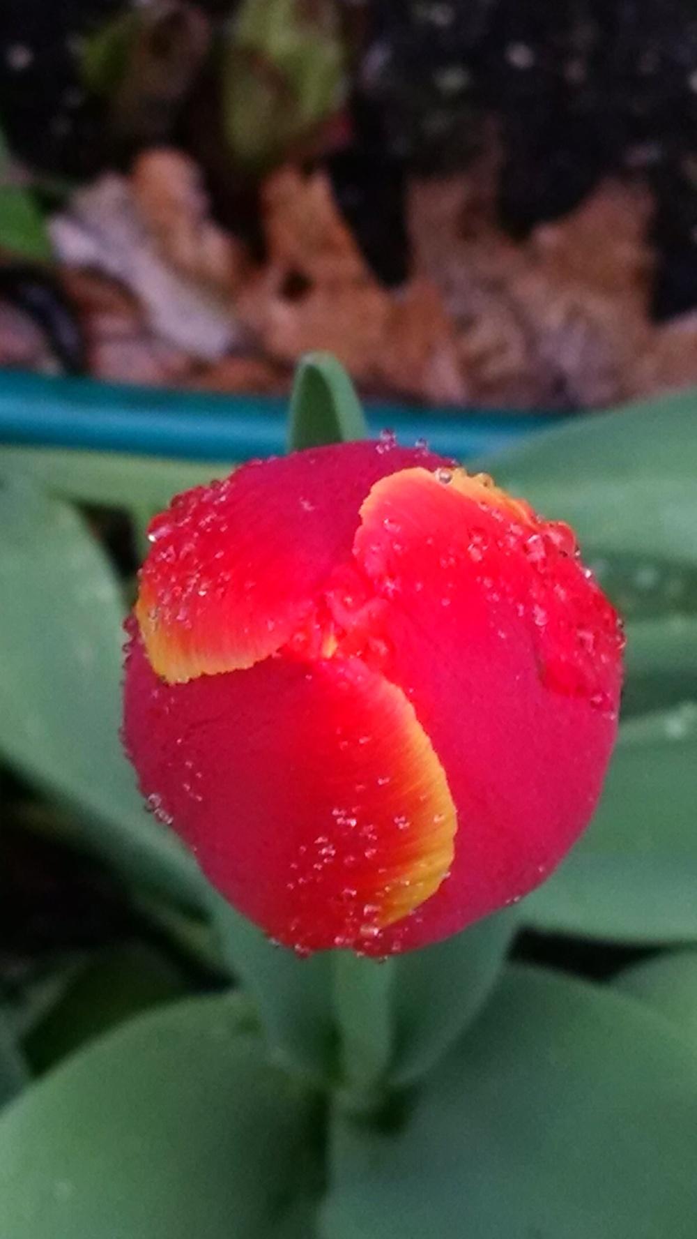 Photo of Tulips (Tulipa) uploaded by joannakat
