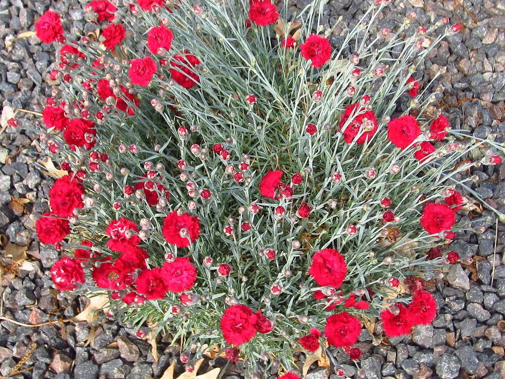 Photo of Dianthus uploaded by jmorth