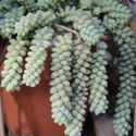 Some Commonly Confused Succulents, and How To Properly Identify Them