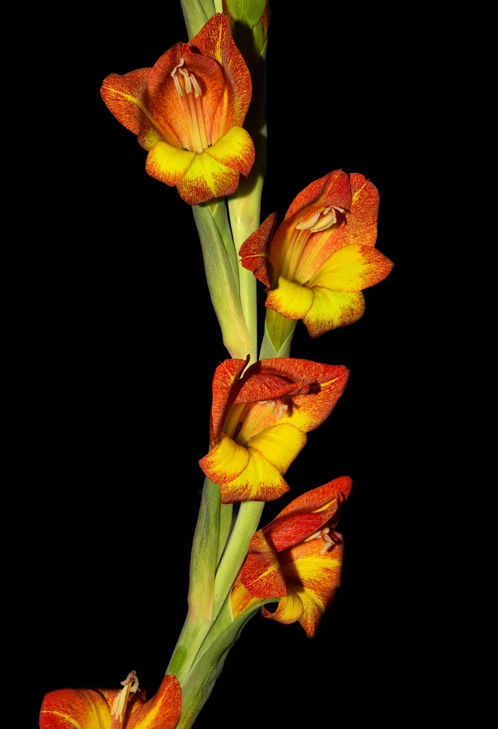 Photo of Gladiola (Gladiolus) uploaded by dawiz1753
