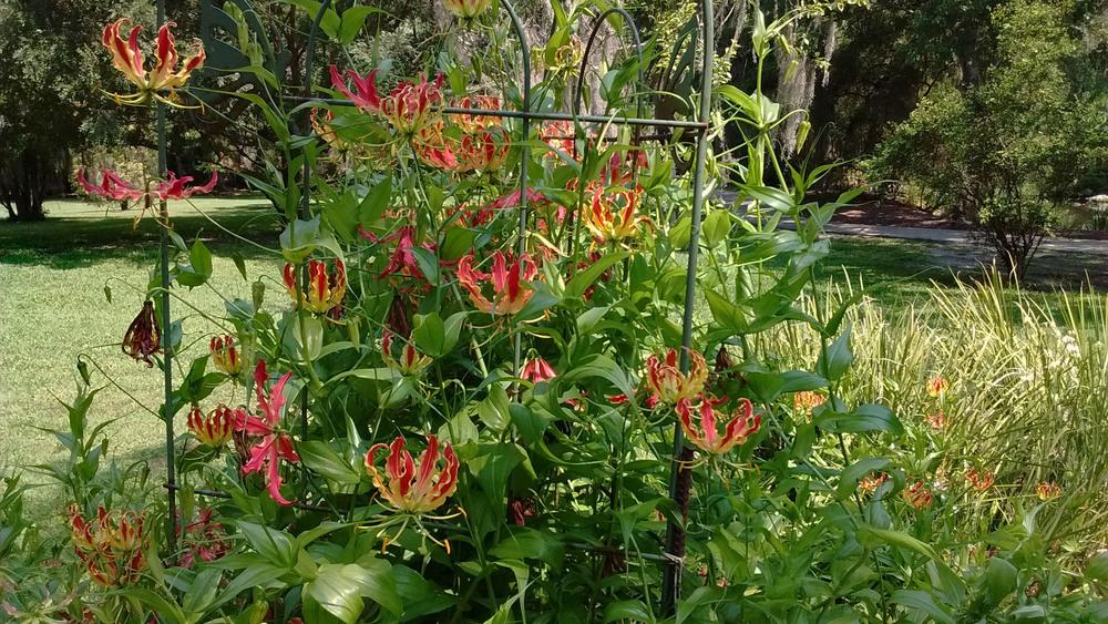 Photo of Flame Lily (Gloriosa) uploaded by carlissa904