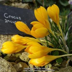 Location: RHS Harlow Carr alpine house, Yorkshire
Date: 2019-02-10