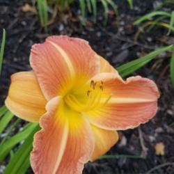 Location: Eureka, CA
Date: 2019-05-27
Landscaping daylily, var unknown!