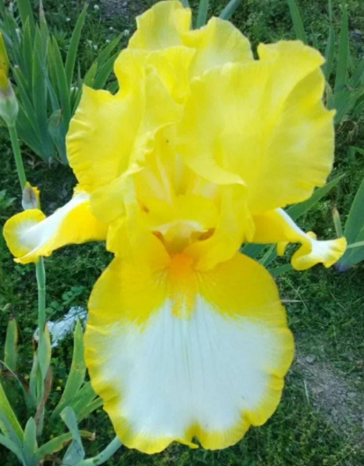Photo of Tall Bearded Iris (Iris 'Fringe of Gold') uploaded by Tiff2884