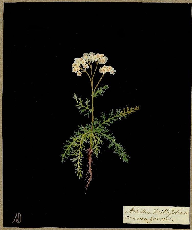 Photo of Yarrow (Achillea millefolium) uploaded by scvirginia