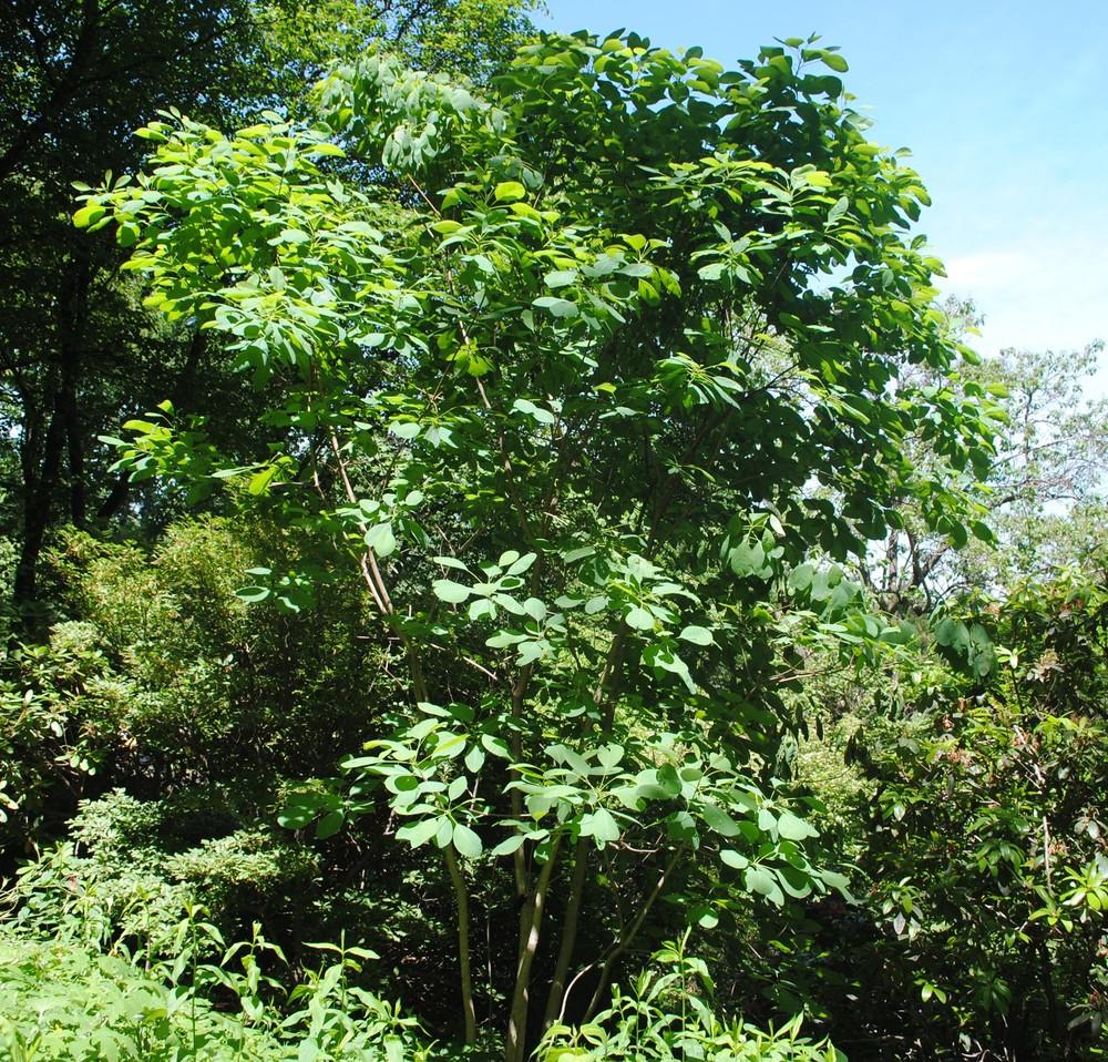 Photo of American Smoke Tree (Cotinus obovatus) uploaded by ILPARW