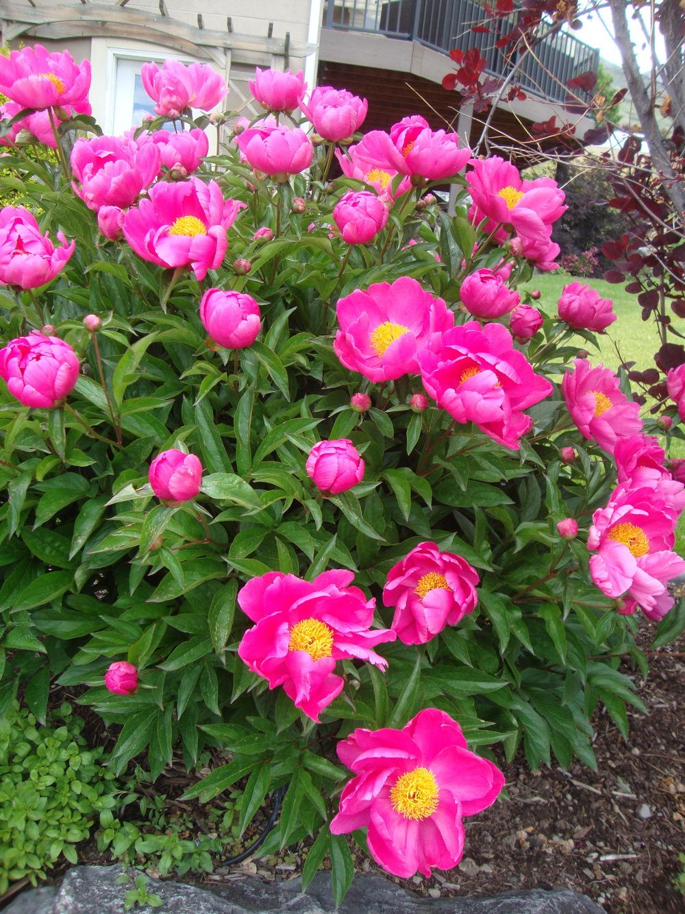 Photo of Peonies (Paeonia) uploaded by Paul2032