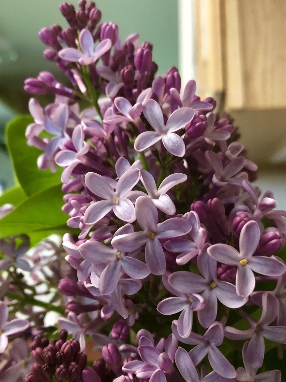 Photo of Lilacs (Syringa) uploaded by PoppyLady420