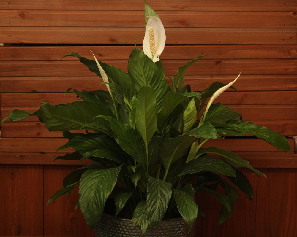Photo of Peace Lilies (Spathiphyllum) uploaded by jon