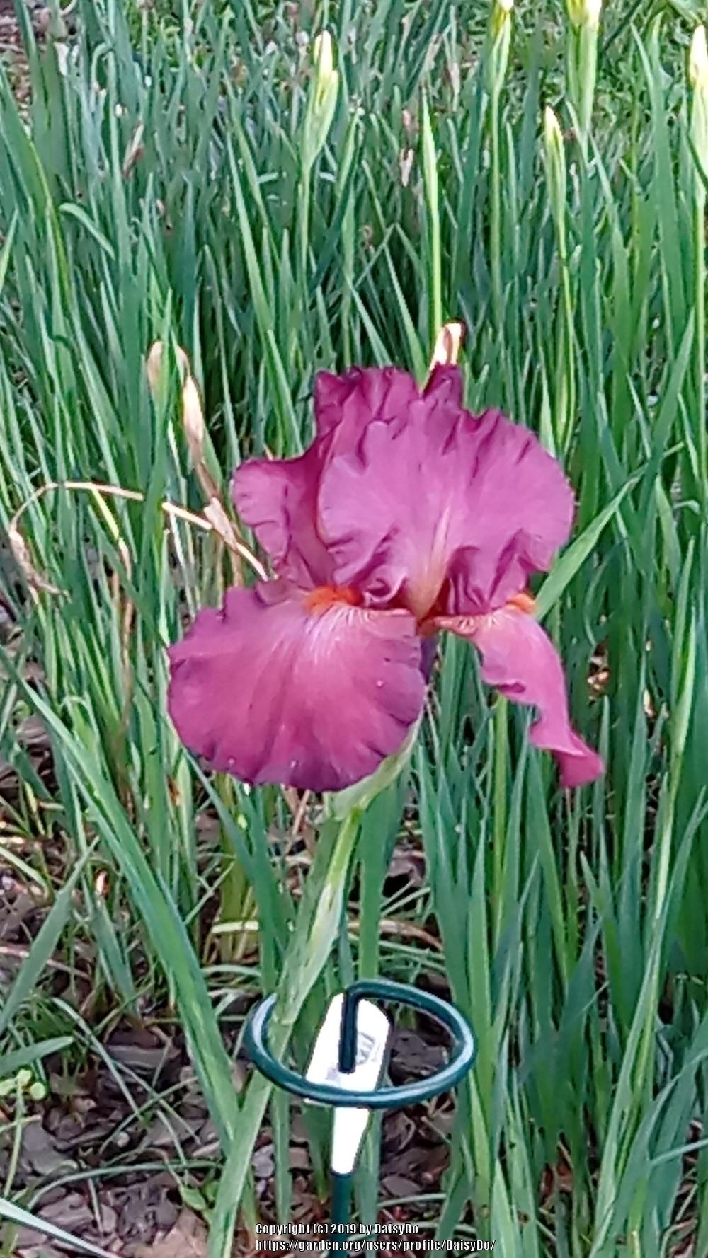 Photo of Tall Bearded Iris (Iris 'Lady Friend') uploaded by DaisyDo