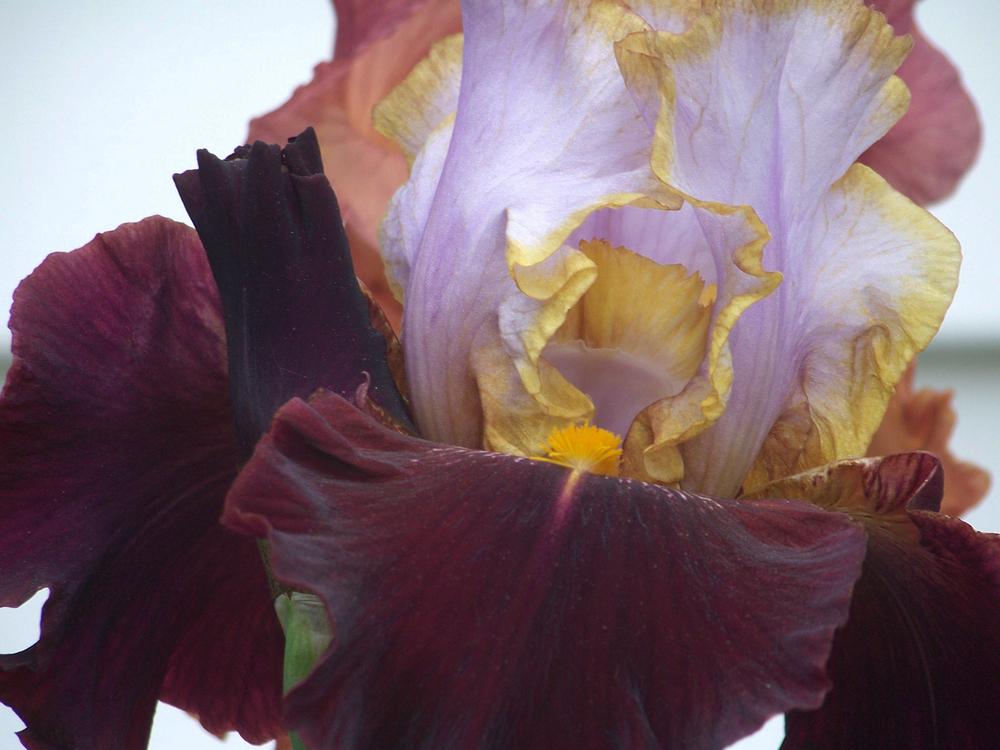 Photo of Tall Bearded Iris (Iris 'Plot Line') uploaded by LynNY