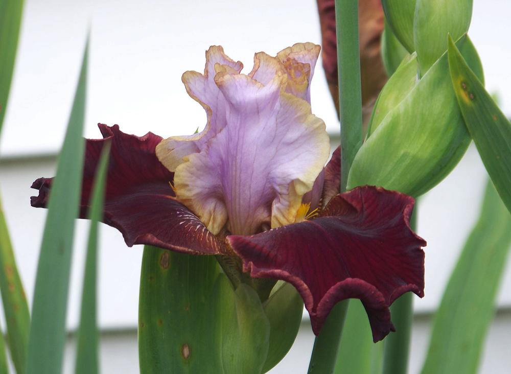Photo of Tall Bearded Iris (Iris 'Plot Line') uploaded by LynNY
