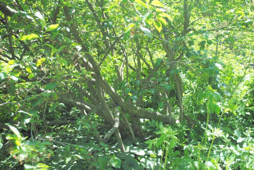 Photo of Eastern Wahoo (Euonymus atropurpureus) uploaded by ILPARW