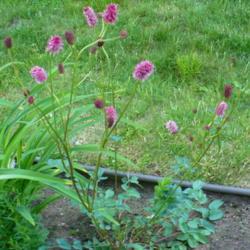 Location: Nora's Garden - Castlegar, B.C.
Date: 2015-06-04
- A decorative and useful garden plant.