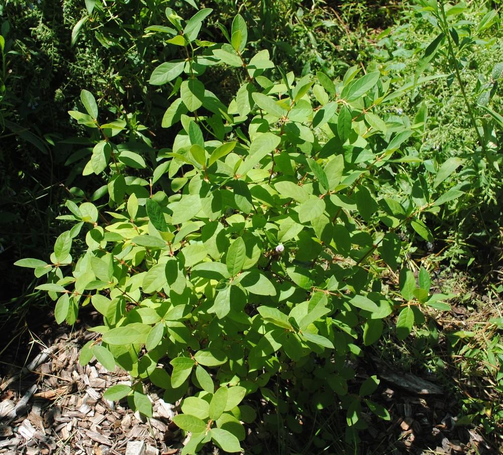 Photo of Honeyberry (Lonicera caerulea) uploaded by ILPARW