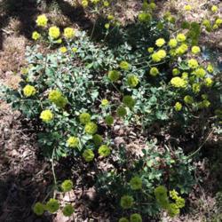Location: Redding, California (private dry garden)
Date: 2019-06-12
This plant gets no supplemental water.  Growing on the west side 
