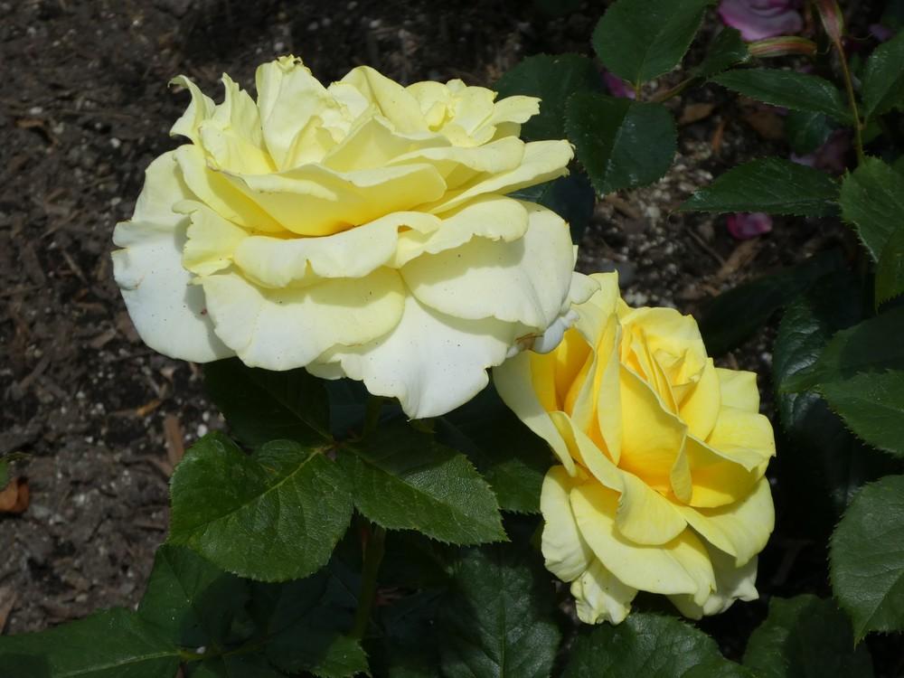 Photo of Rose (Rosa 'Aperitif') uploaded by Bonehead