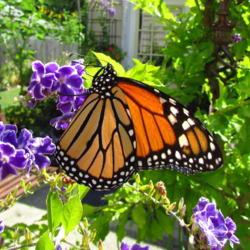 Location: central Illinois
Date: 2018-07-27
#pollination   Monarch