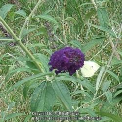 Location: My garden in Kentucky
Date: 2007-07-28
#pollination