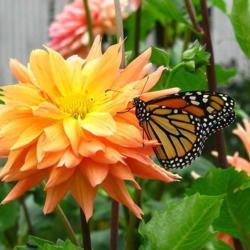 Location: central Illinois
Date: 2008-09-11
#pollination