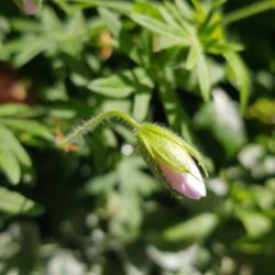 Location: Oslo, Norway
Date: June
Bud - about to open